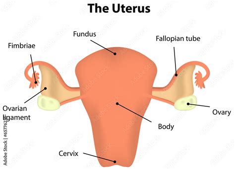 what is uterus in tagalog